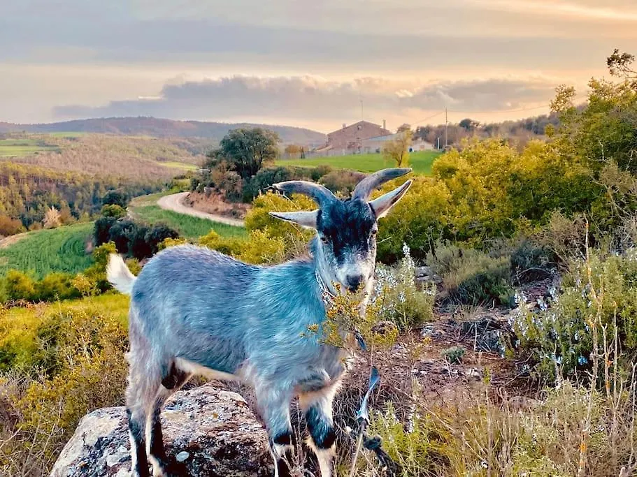 La Caseta Del Sola,Turisme Slow A Tora Sant Serni de Llanera Holiday home